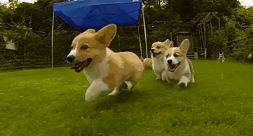 funny-dog-animal-video-corgis-running-slow-motion-1.gif